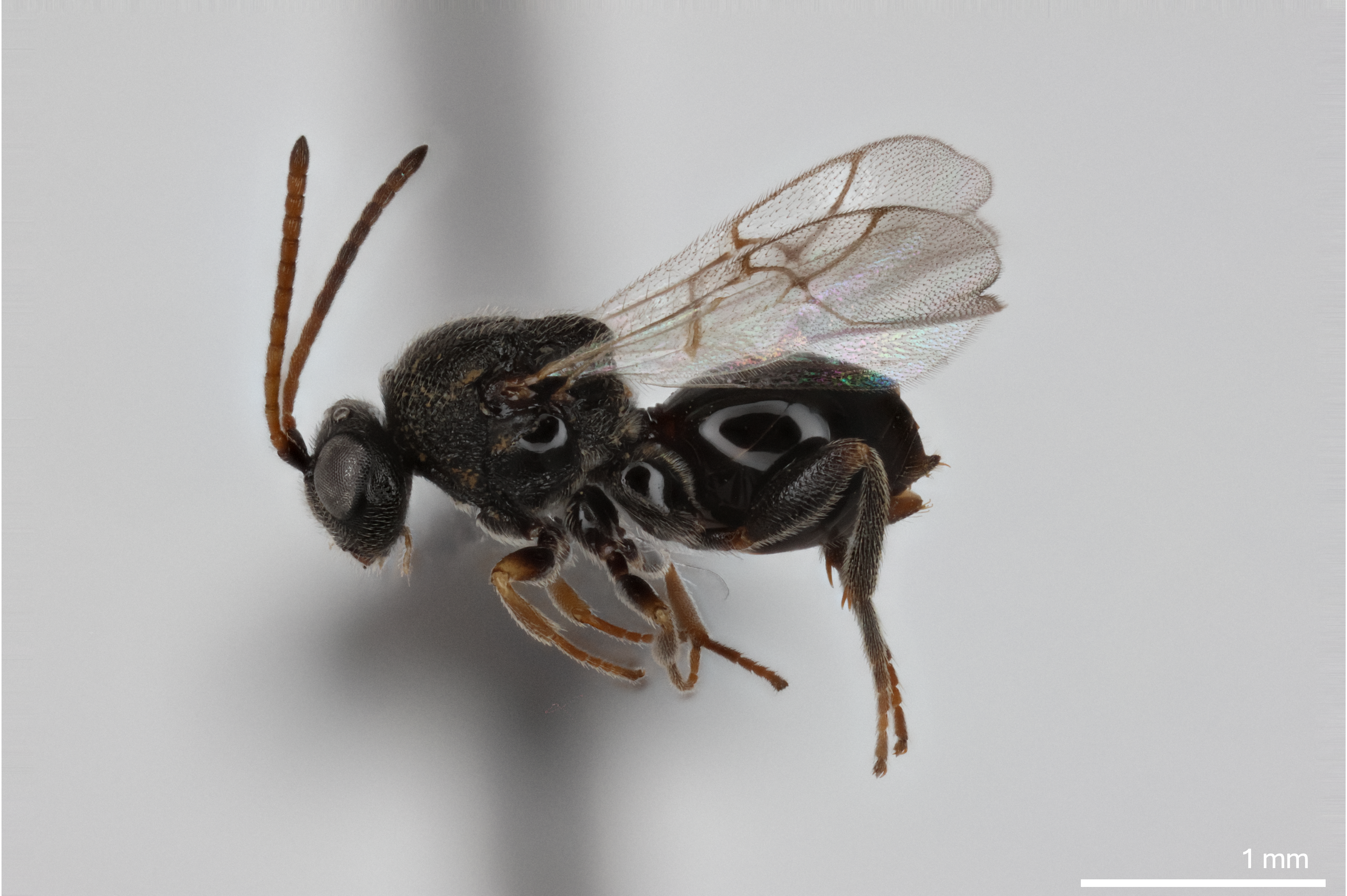 Euceroptres primus lateral view