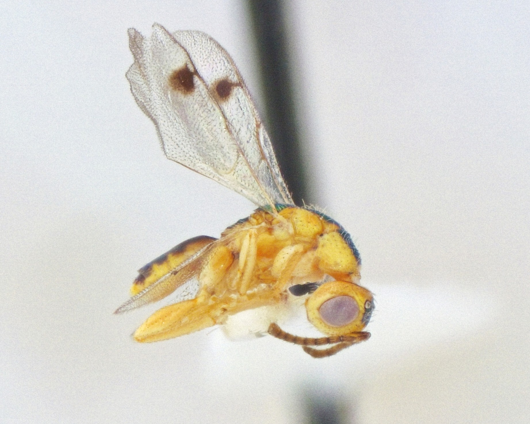 Bootanomyia sp.