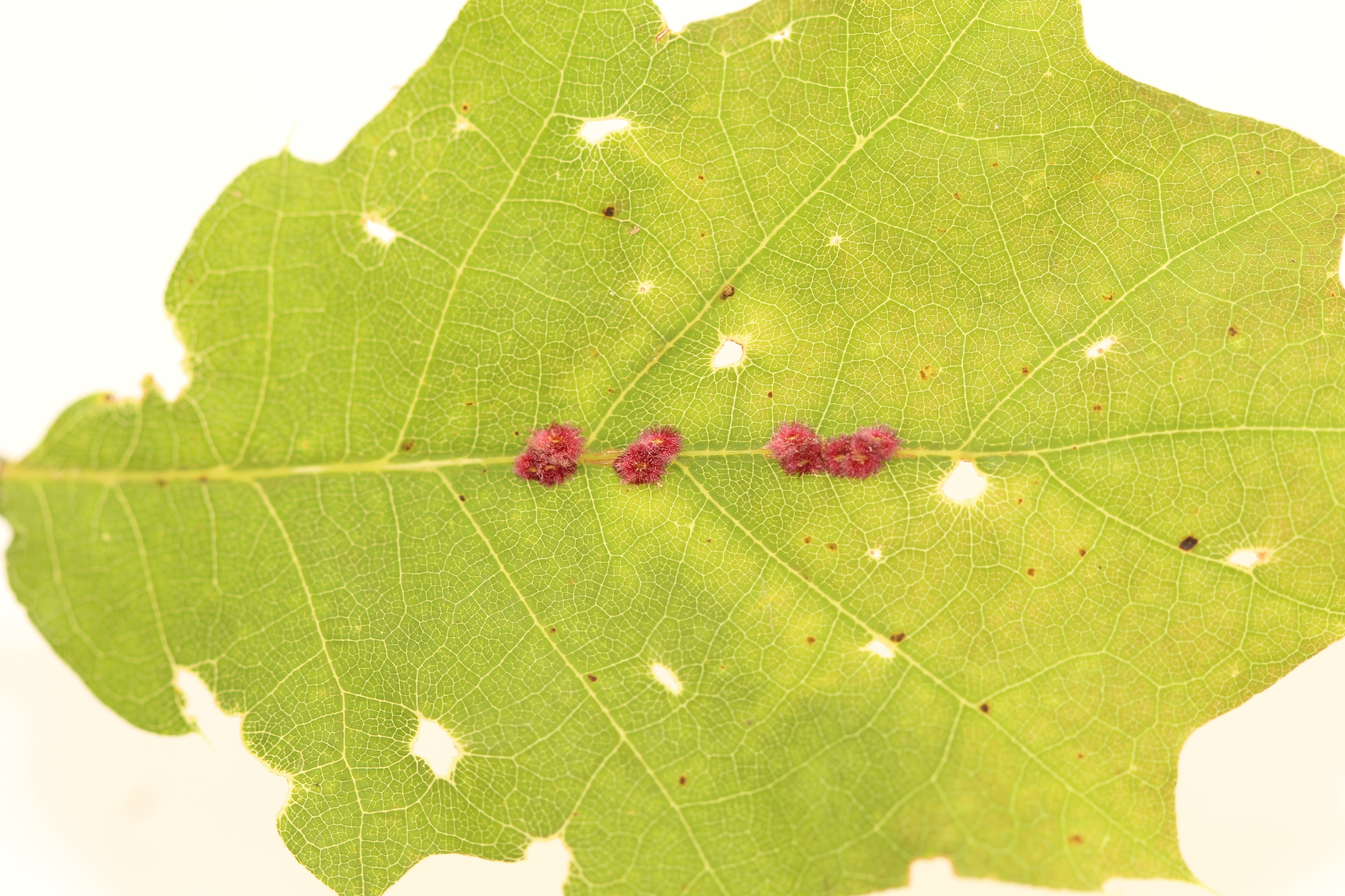Fringed oak gall